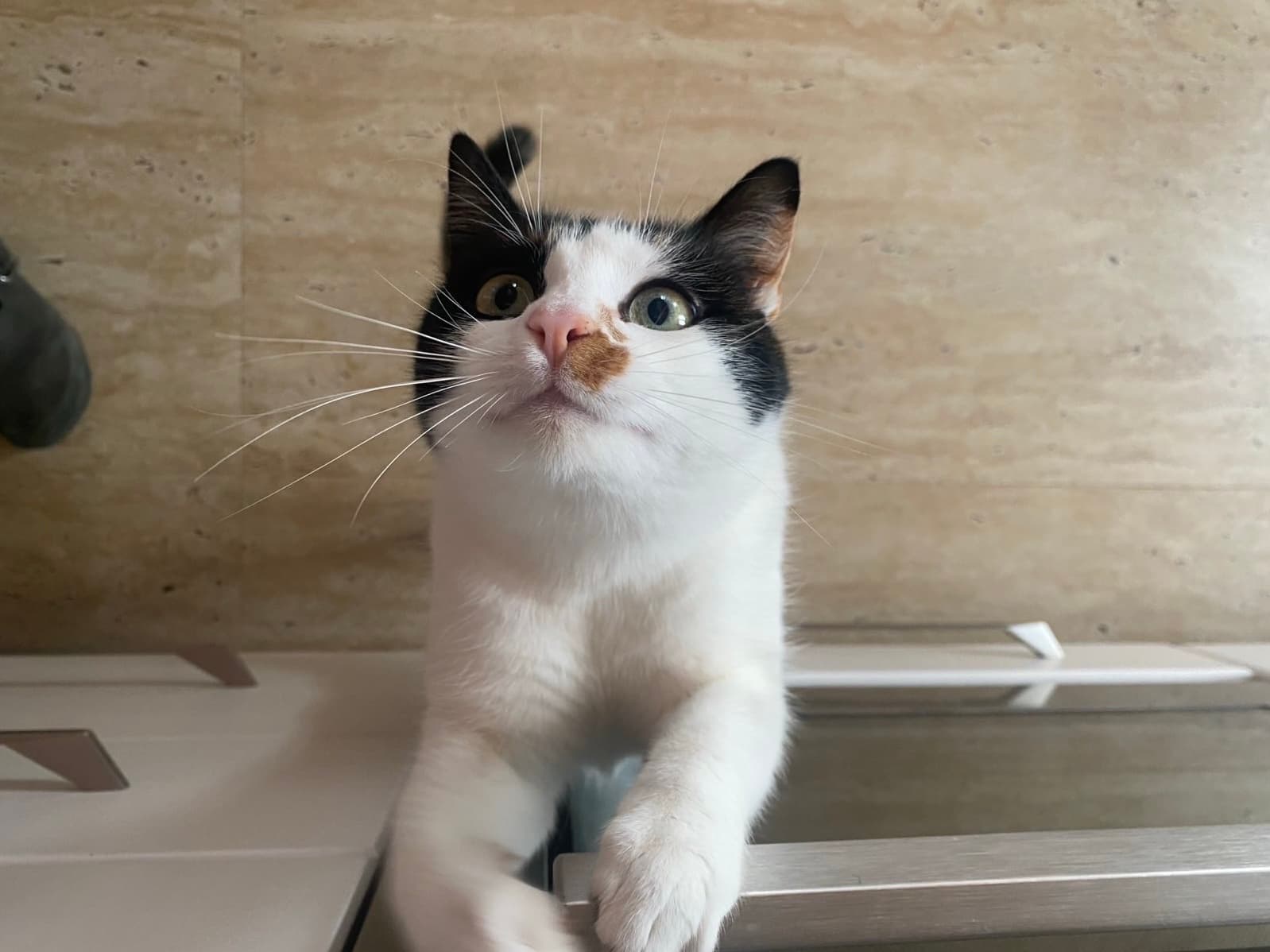 Daisy privind curioasă spre cameră