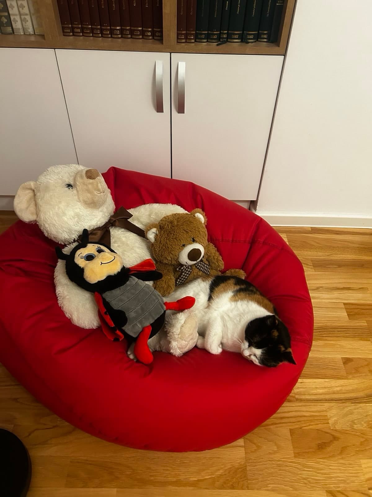 Daisy dormind alături de jucăriile ei de pluș